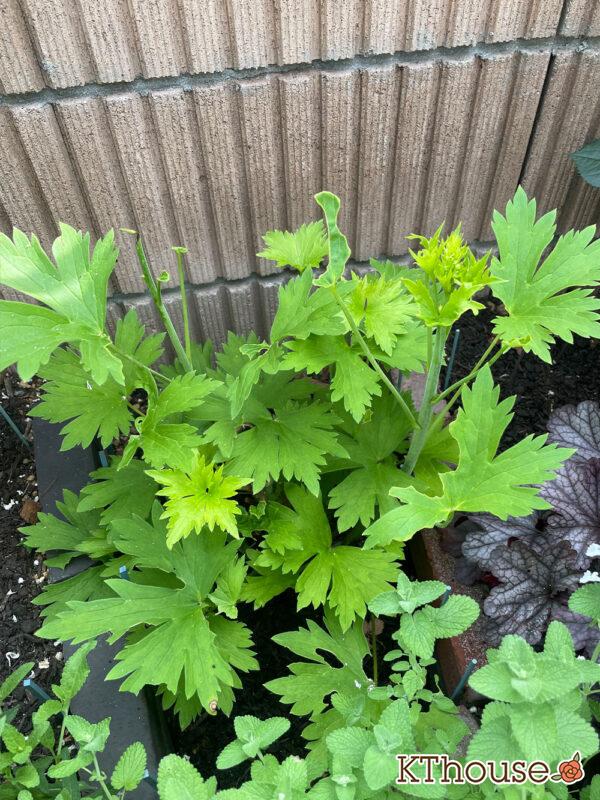 デルフィニウムF1オーロラ・ブルーインプ Delphinium F1 Aurora Blue Imp 2024/5/26