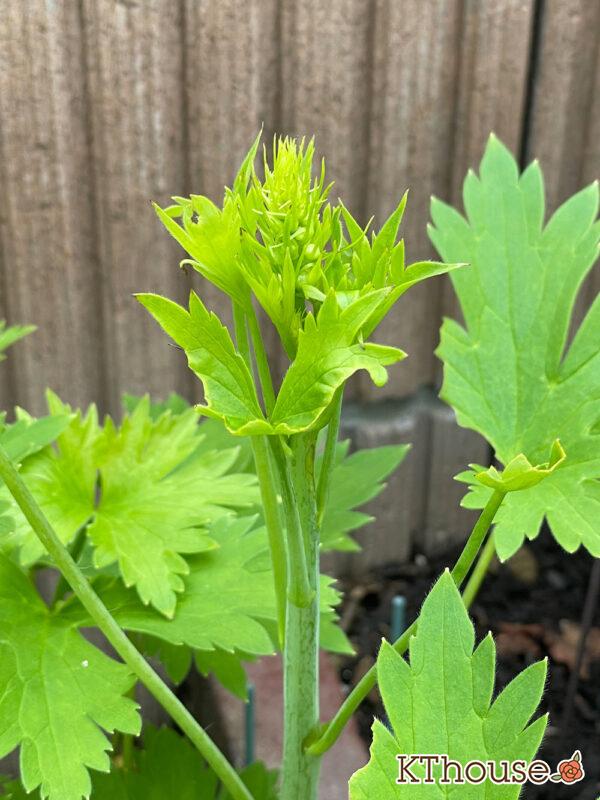 デルフィニウムF1オーロラ・ブルーインプ Delphinium F1 Aurora Blue Imp 2024/5/26