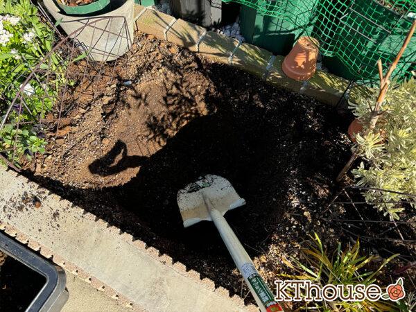 シュラブローズ・バラ「クリスティアーナ(christiana)」2024/12/21