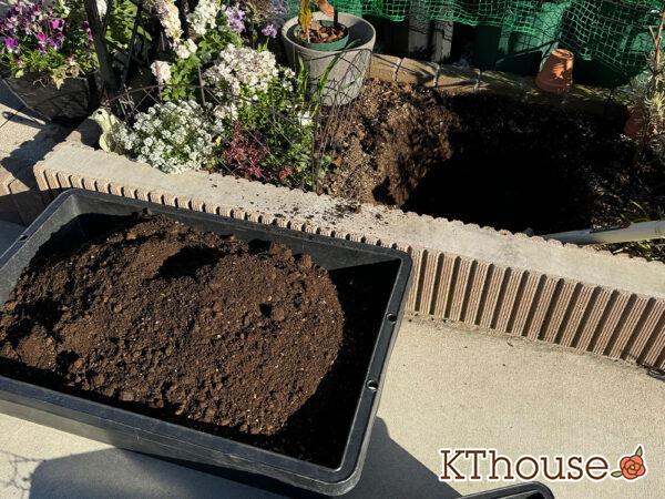 シュラブローズ・バラ「クリスティアーナ(christiana)」2024/12/21