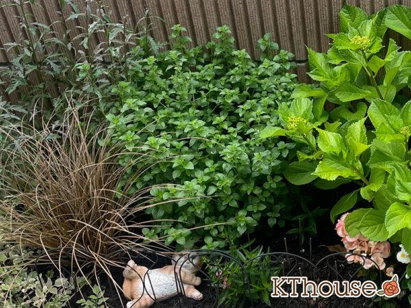 カラミンサ・ネペタ 2024/5/27