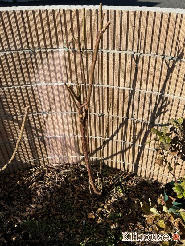 シュラブローズ・バラ「クリスティアーナ(christiana)」2024/12/21