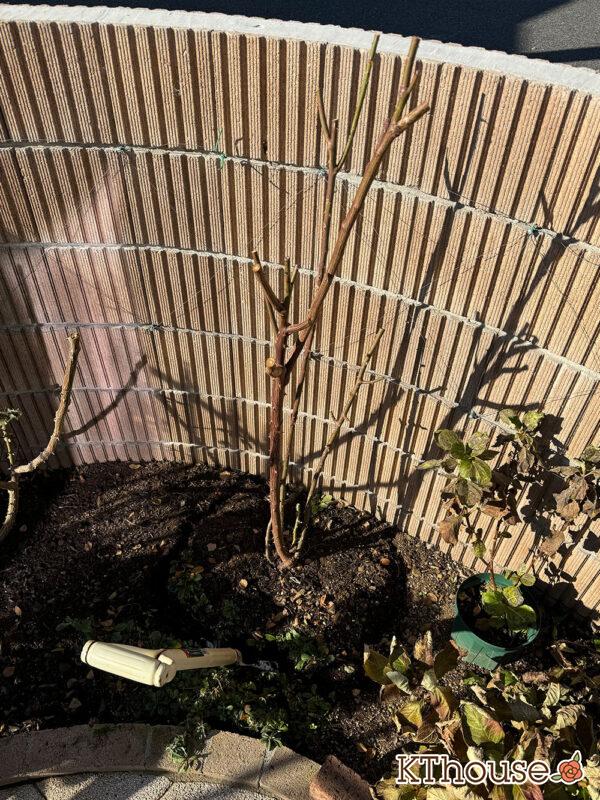 シュラブローズ・バラ「クリスティアーナ(christiana)」2024/12/21