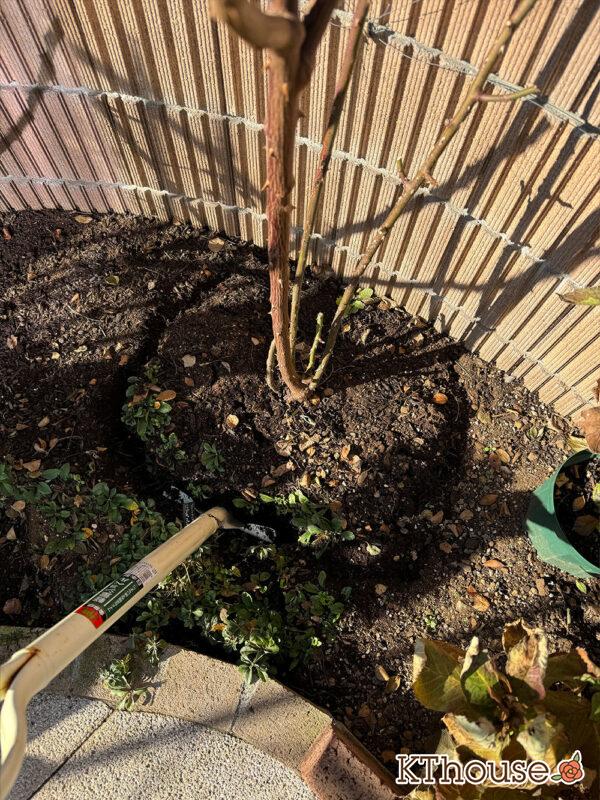 シュラブローズ・バラ「クリスティアーナ(christiana)」2024/12/21