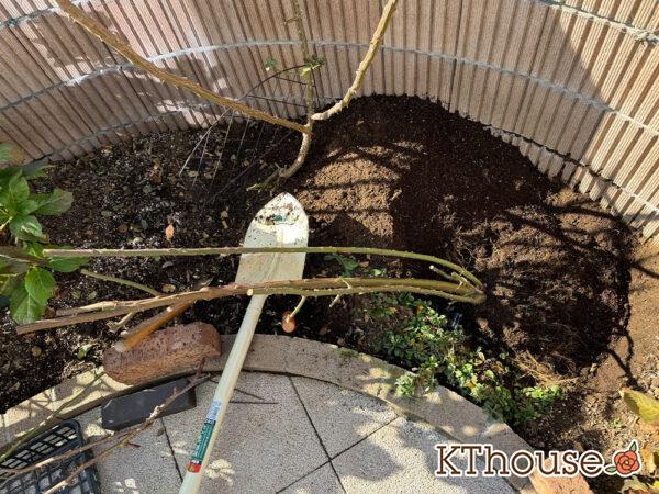 シュラブローズ・バラ「クリスティアーナ(christiana)」2024/12/21