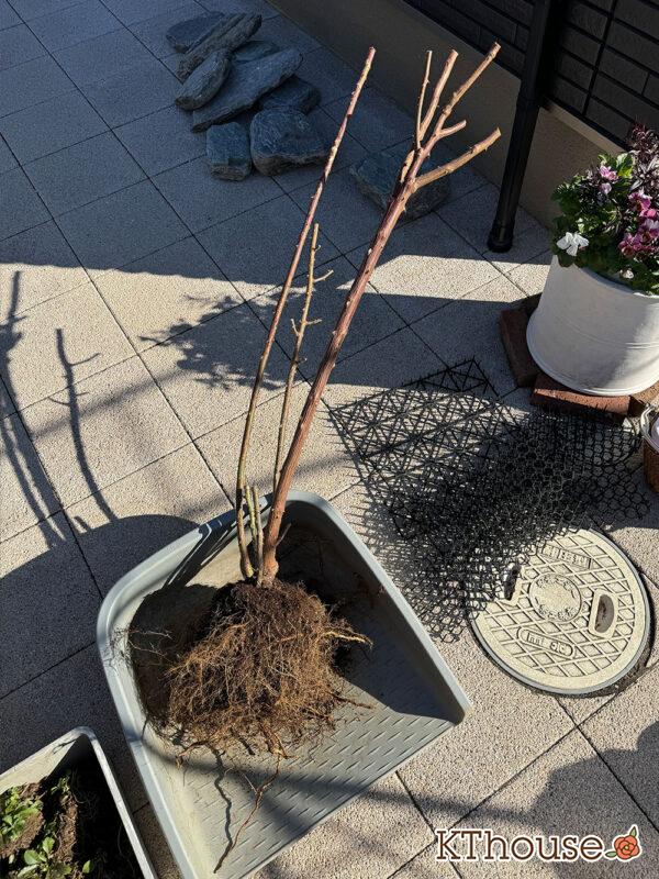 シュラブローズ・バラ「クリスティアーナ(christiana)」2024/12/21