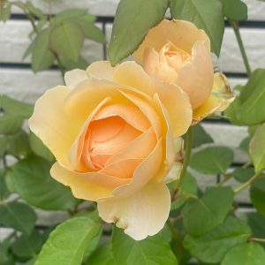 イングリッシュローズ・シュラブバラ ジュード・ジ・オブスキュア(David Austin Jude the obscure) 2024/5/28