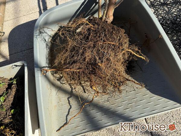 シュラブローズ・バラ「クリスティアーナ(christiana)」2024/12/21