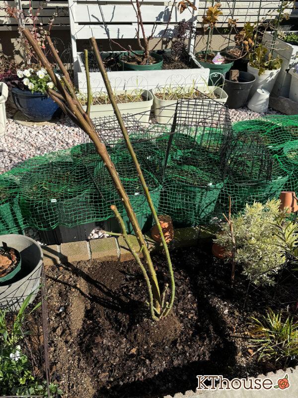 シュラブローズ・バラ「クリスティアーナ(christiana)」2024/12/21