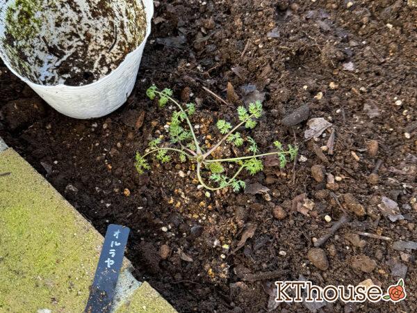 オルラヤ・オルレア(ホワイトレースフラワー)(Orlaya grandiflora)2024/12/21