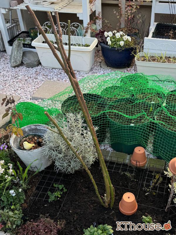 シュラブローズ・バラ「クリスティアーナ(christiana)」2024/12/21