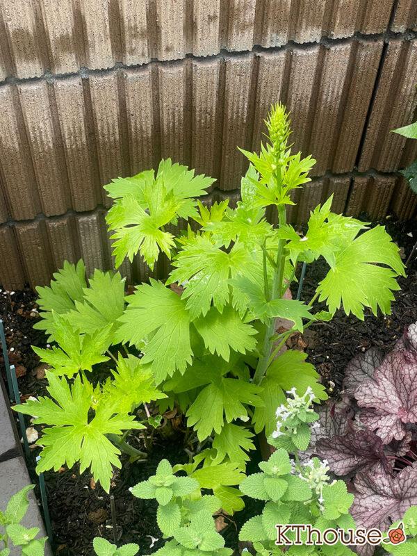 デルフィニウムF1オーロラ・ブルーインプ Delphinium F1 Aurora Blue Imp 2024/5/29