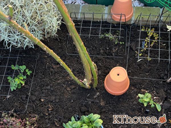 シュラブローズ・バラ「クリスティアーナ(christiana)」2024/12/21