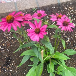 エキナセア 8/10