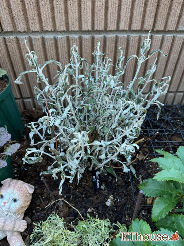 サルビア・レウカンサ フェアリーピンク Salvia leucantha fairy pink 2024/12/24