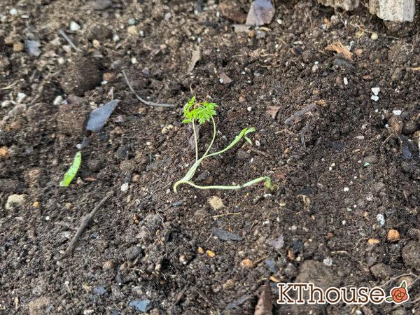 オルラヤ・オルレア(ホワイトレースフラワー)(Orlaya grandiflora)2024/12/25