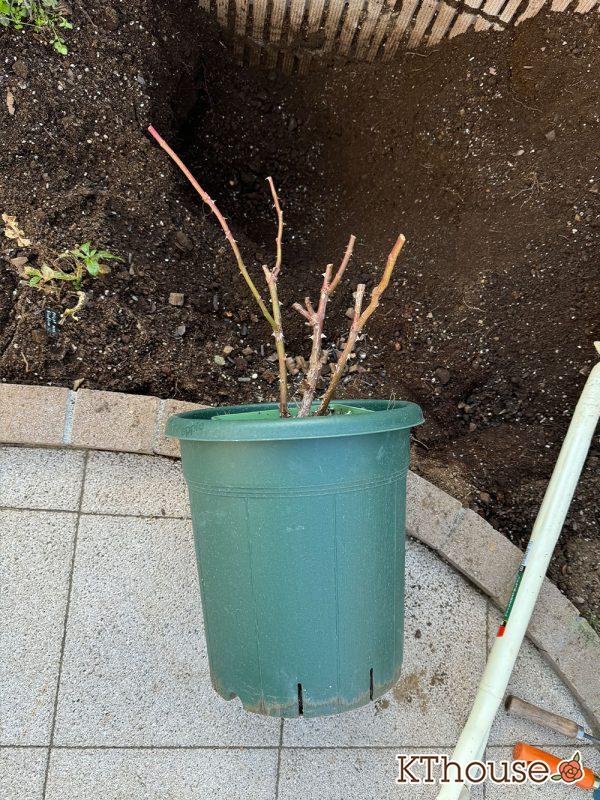 イングリッシュローズ・シュラブバラ ジュード・ジ・オブスキュア(David Austin Jude the obscure) 2024/12/25