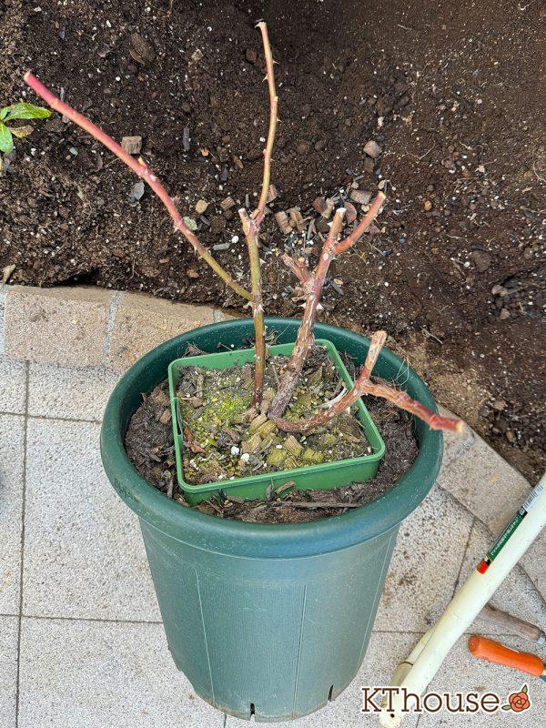 イングリッシュローズ・シュラブバラ ジュード・ジ・オブスキュア(David Austin Jude the obscure) 2024/12/25