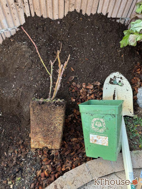 イングリッシュローズ・シュラブバラ ジュード・ジ・オブスキュア(David Austin Jude the obscure) 2024/12/25