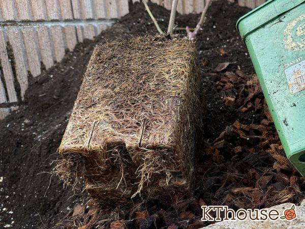 イングリッシュローズ・シュラブバラ ジュード・ジ・オブスキュア(David Austin Jude the obscure) 2024/12/25