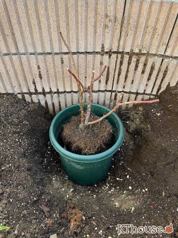 イングリッシュローズ・シュラブバラ ジュード・ジ・オブスキュア(David Austin Jude the obscure) 2024/12/25