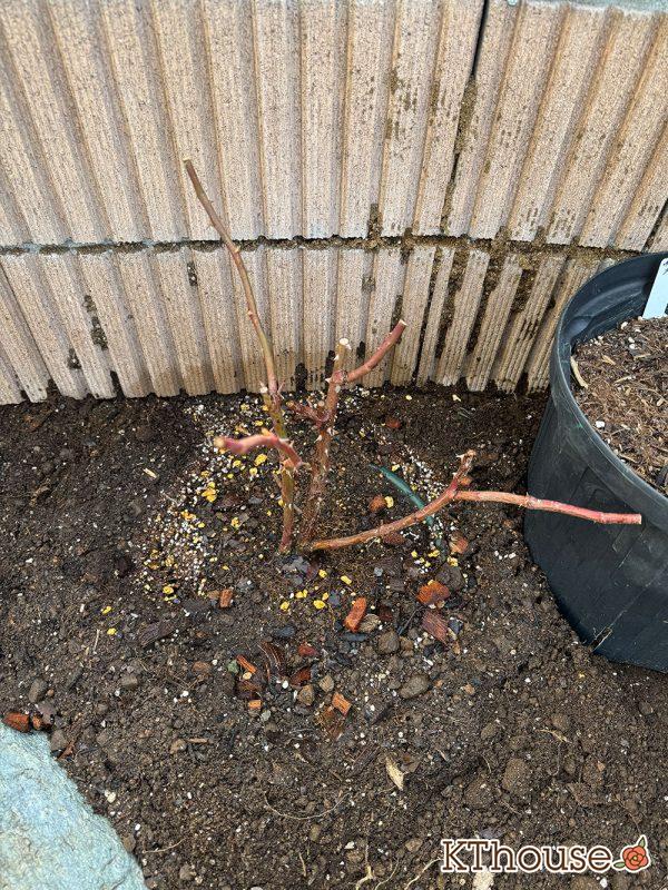 イングリッシュローズ・シュラブバラ ジュード・ジ・オブスキュア(David Austin Jude the obscure) 2024/12/25