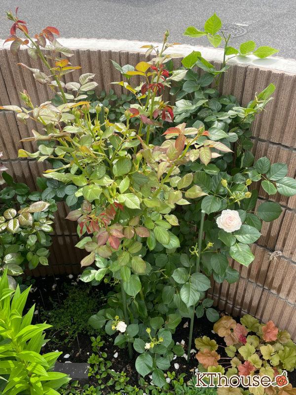 シュラブローズ・バラ「クリスティアーナ(christiana)」2024/5/30