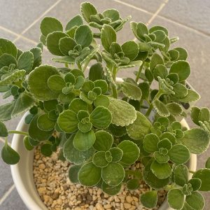 アロマティカス 8/21